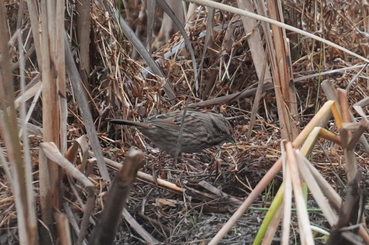 Song Sparrow - ML646530908