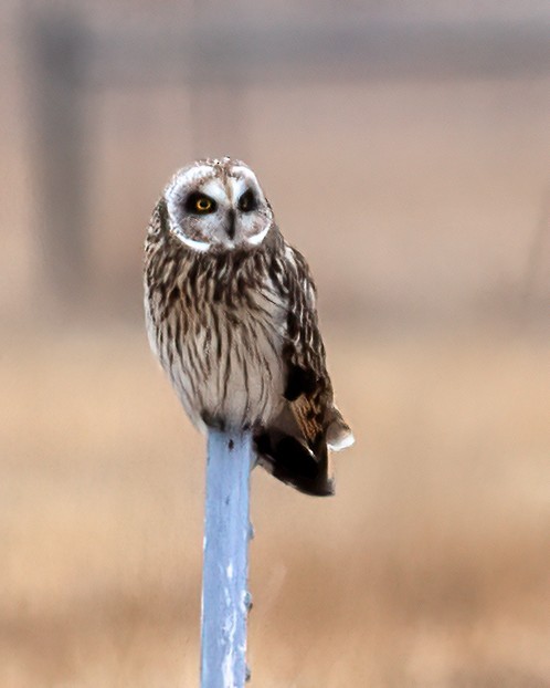 Kır Baykuşu - ML646530909