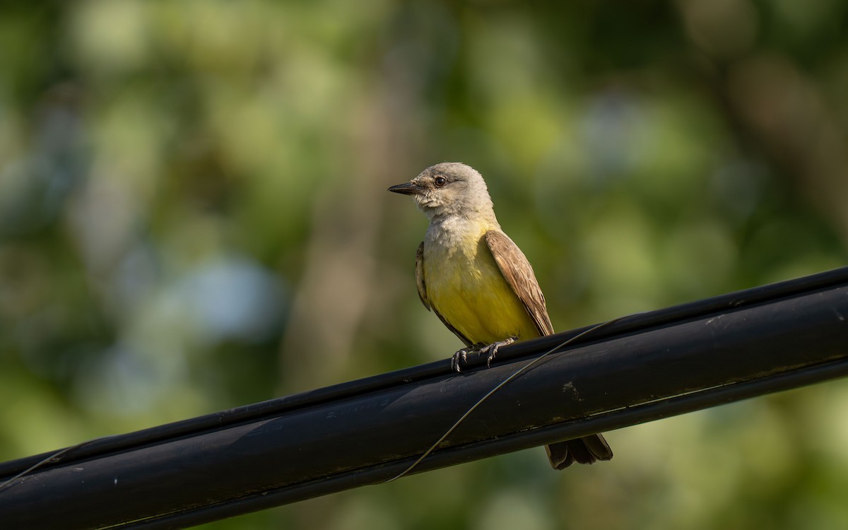 Western Kingbird - ML646530910