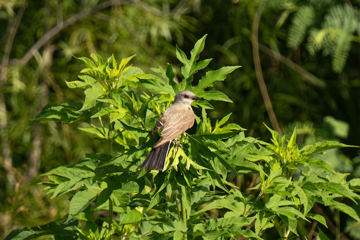 Western Kingbird - ML646530911