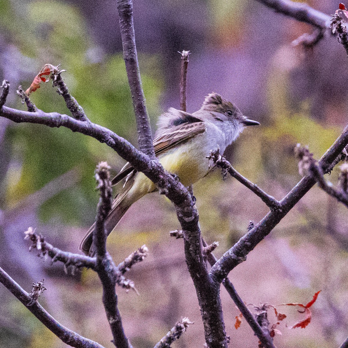 Nutting's Flycatcher - ML646530912