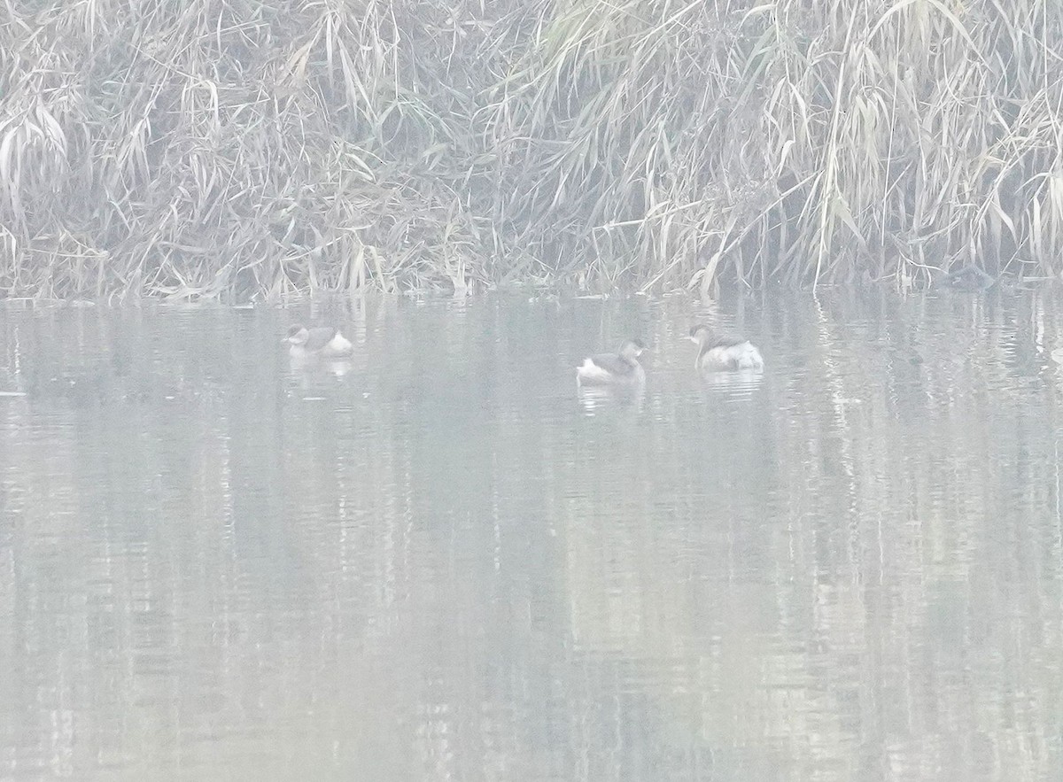 Малая поганка - ML646530915