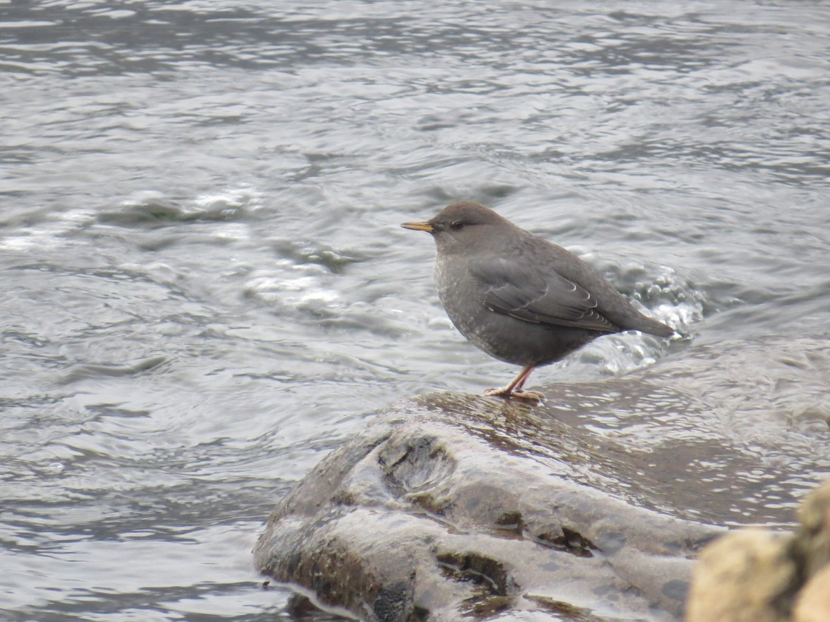 אמודאי אמריקני - ML646530918