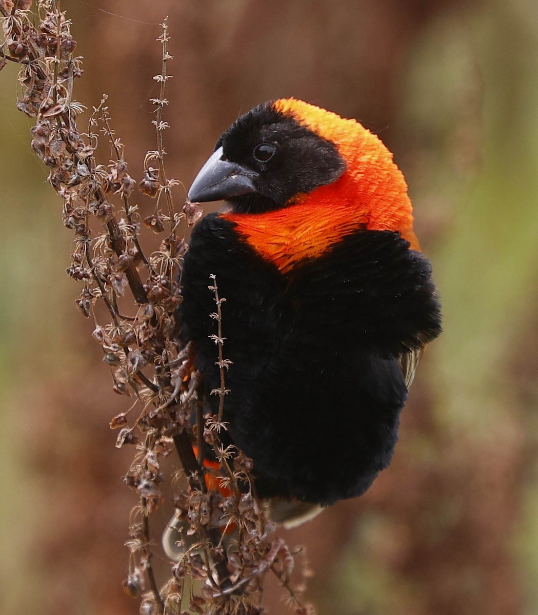 Огненный ткачик - ML646530919