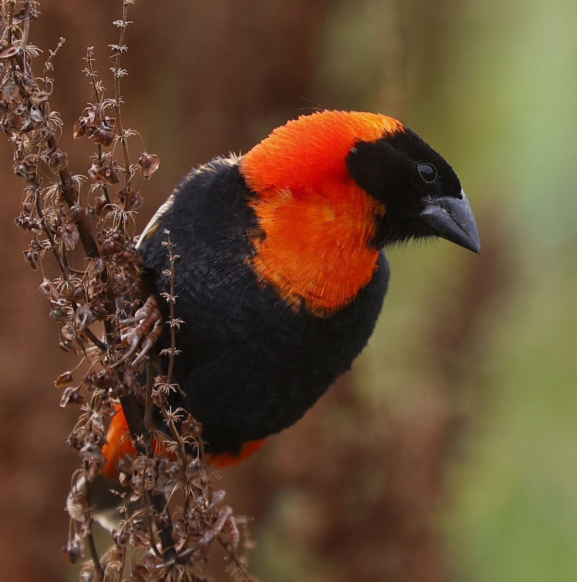 Огненный ткачик - ML646530920