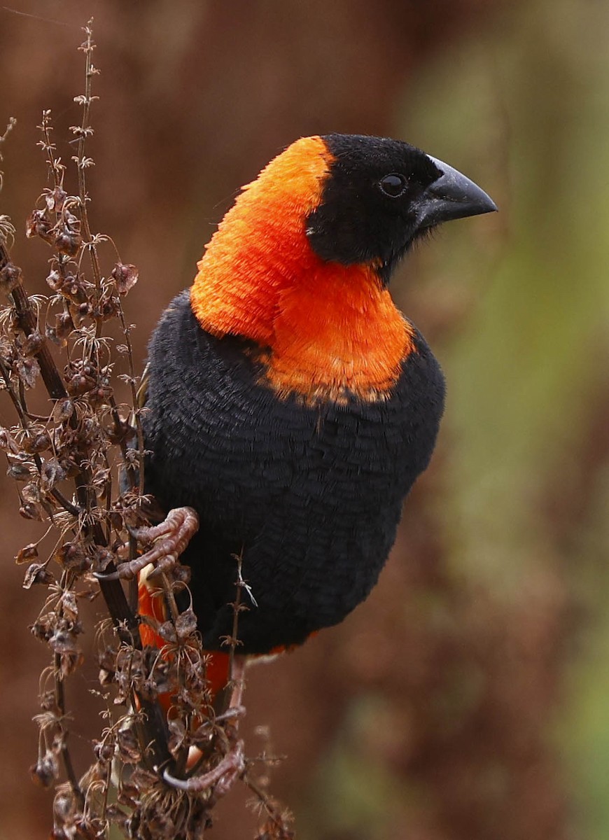 Огненный ткачик - ML646530921