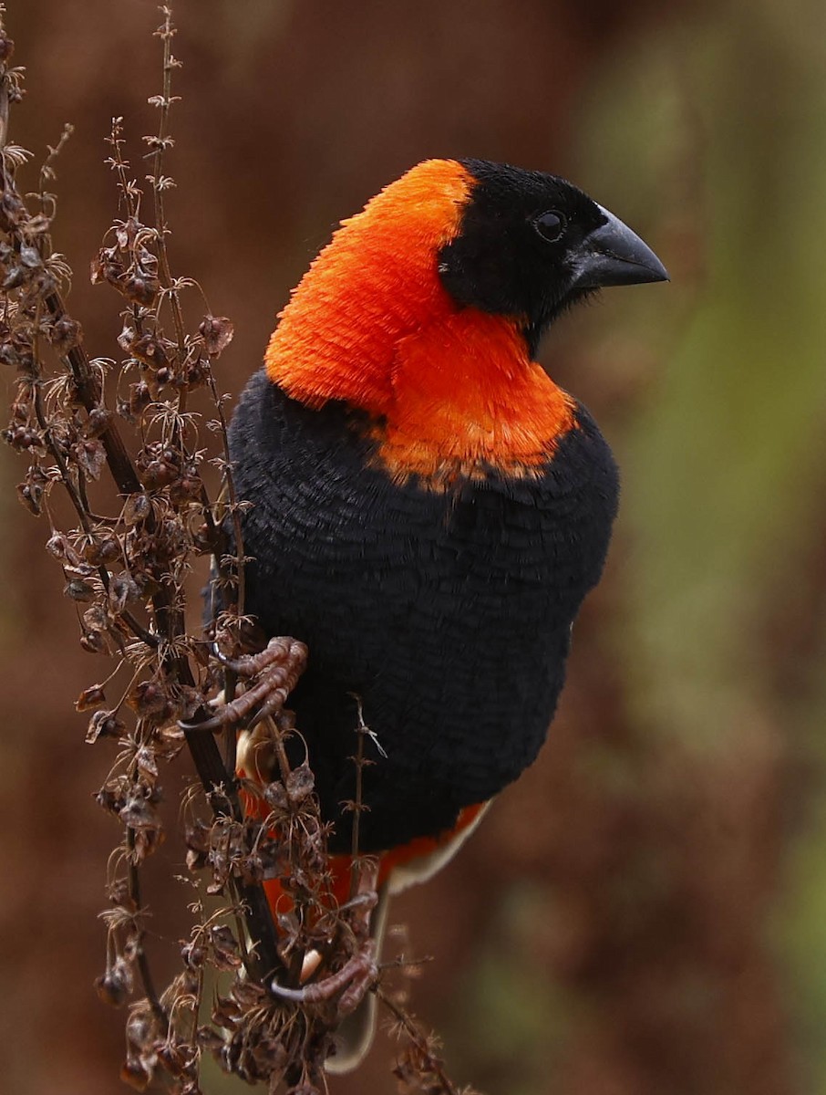 Огненный ткачик - ML646530922