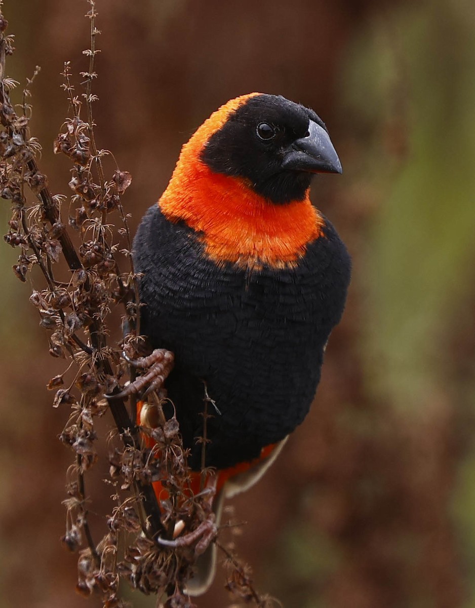 Огненный ткачик - ML646530923