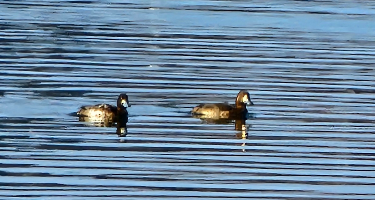 Морская чернеть - ML646530924