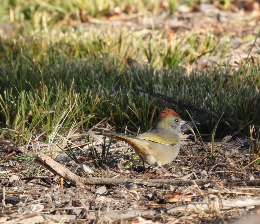 Зелёнохвостый тохи - ML646530925