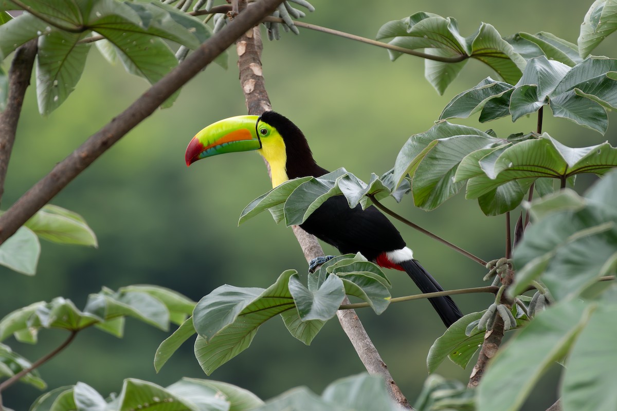 Keel-billed Toucan - ML646530926