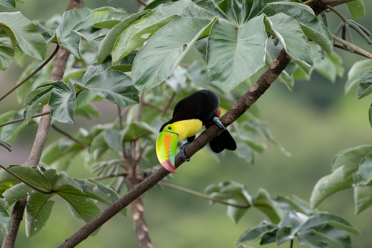 Keel-billed Toucan - ML646530927