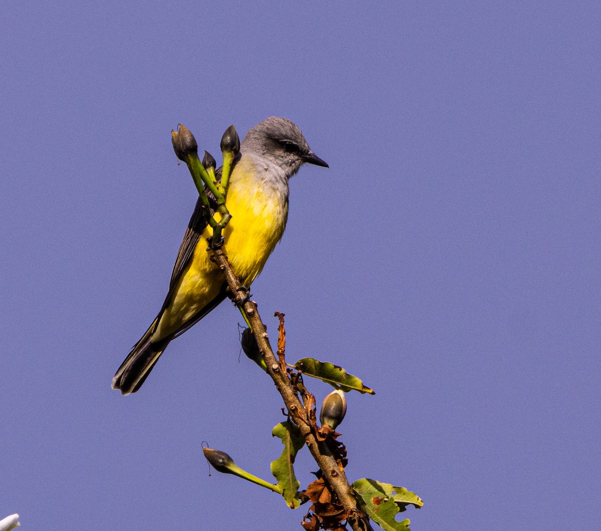 Western Kingbird - ML646530928