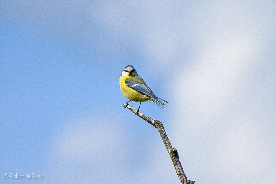 Лазоревка - ML646530929