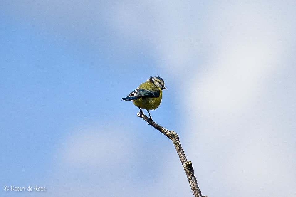 Лазоревка - ML646530930