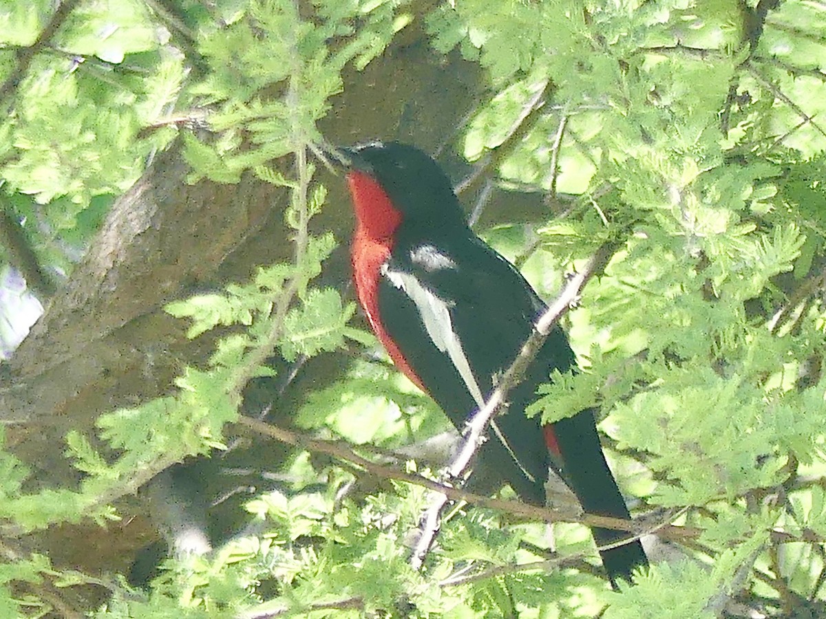 Белокрылый гонолек - ML646530933