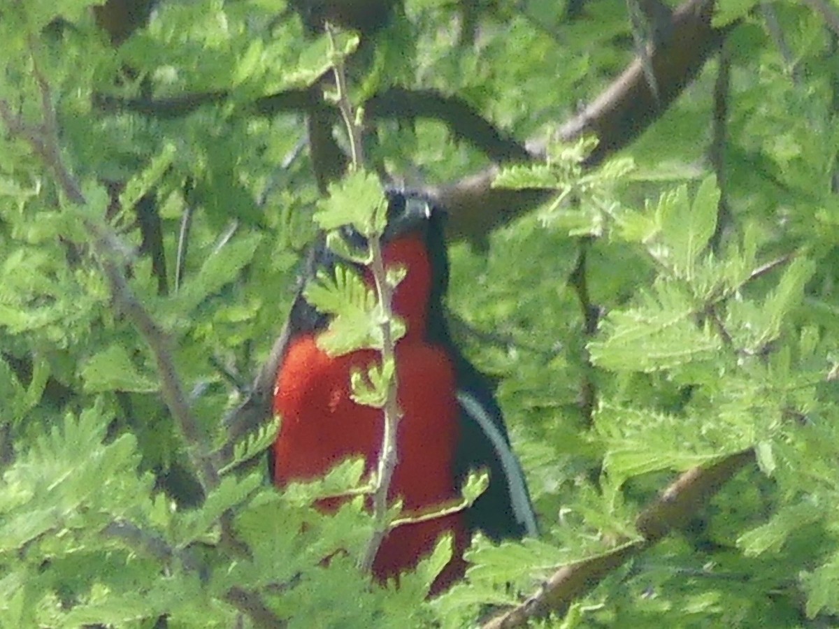 Белокрылый гонолек - ML646530934