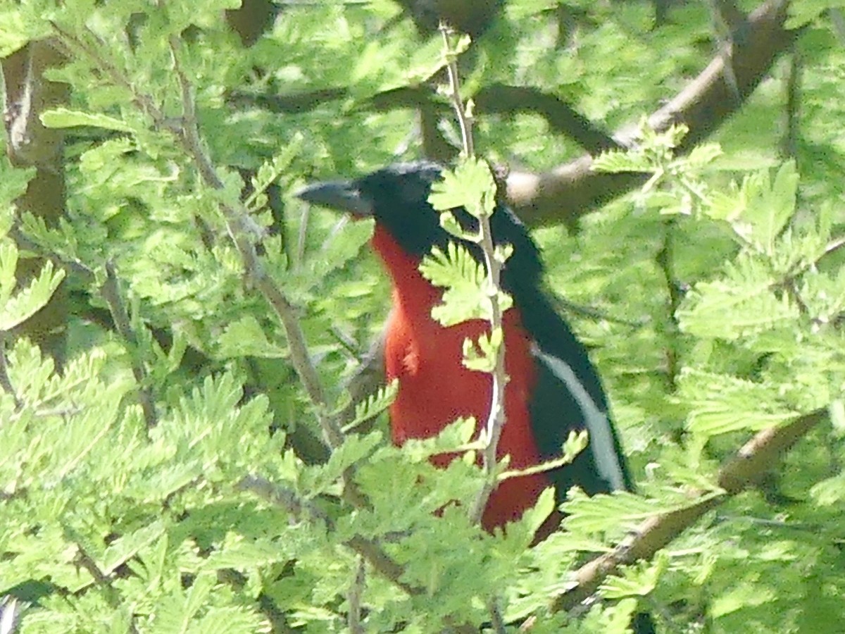 Белокрылый гонолек - ML646530935