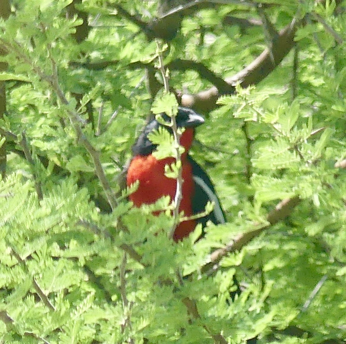 Белокрылый гонолек - ML646530936