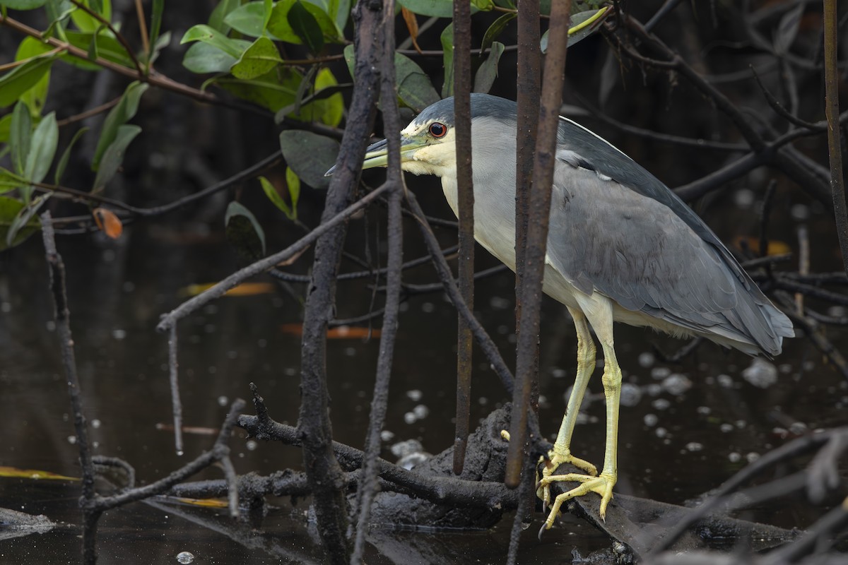 Кваква - ML646530937