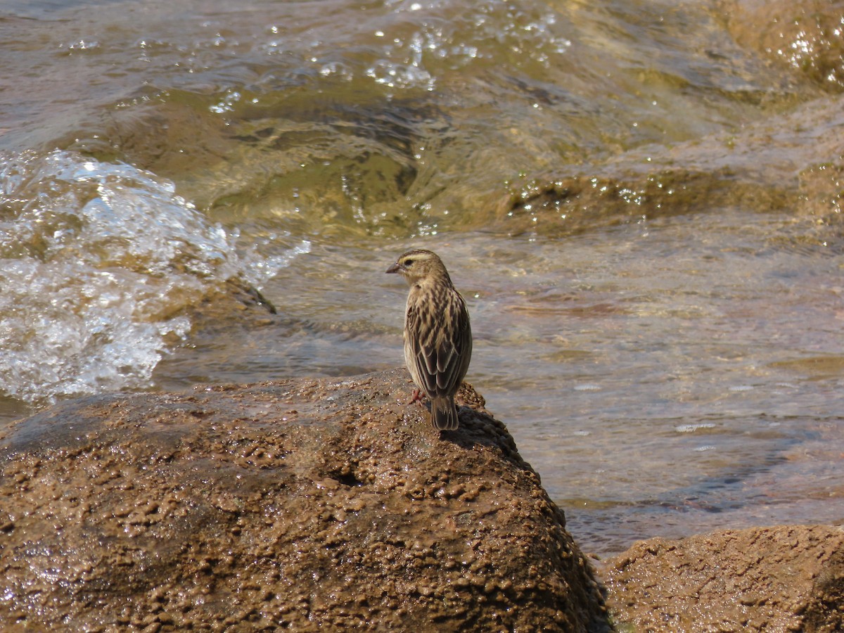 Шафрановый ткач - ML646530938