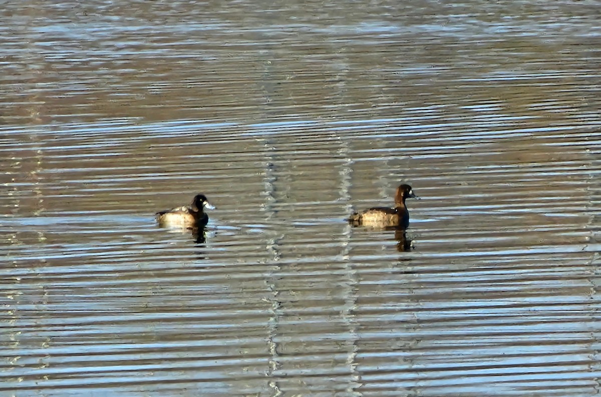 Морская чернеть - ML646530941