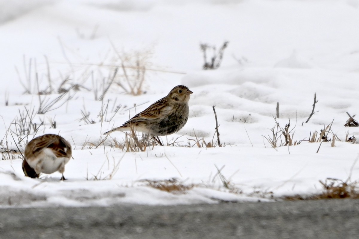 Украшенный подорожник - ML646530942
