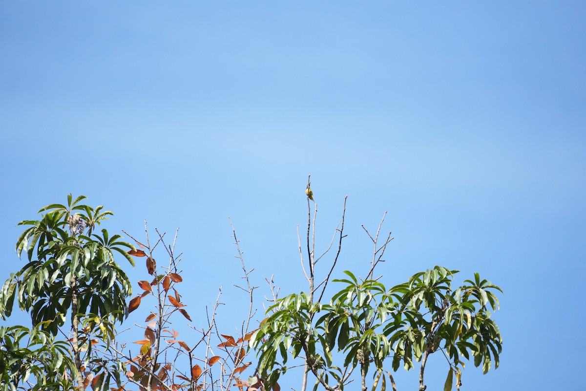 Оранжевобрюхая листовка - ML646530944