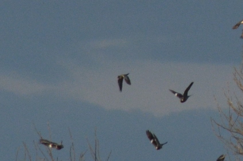 ヒメモリバト - ML646530947