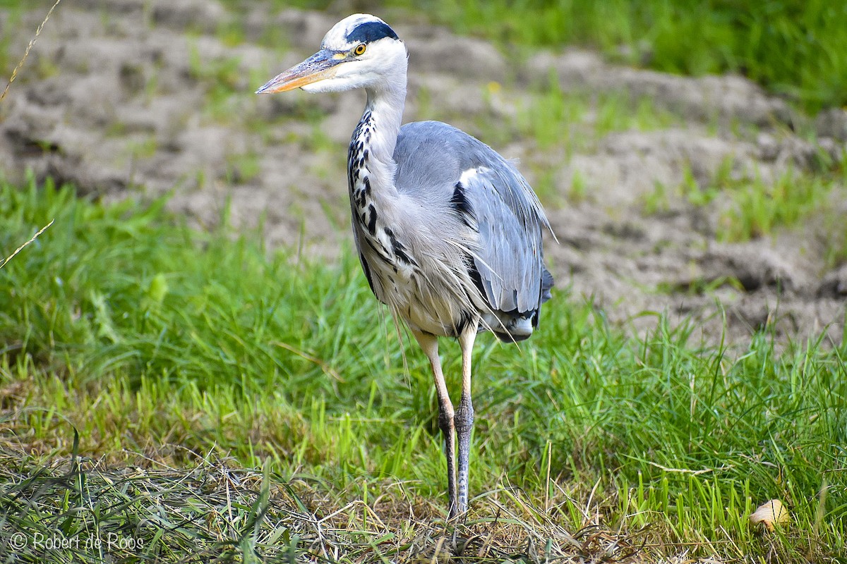 Серая цапля - ML646530952