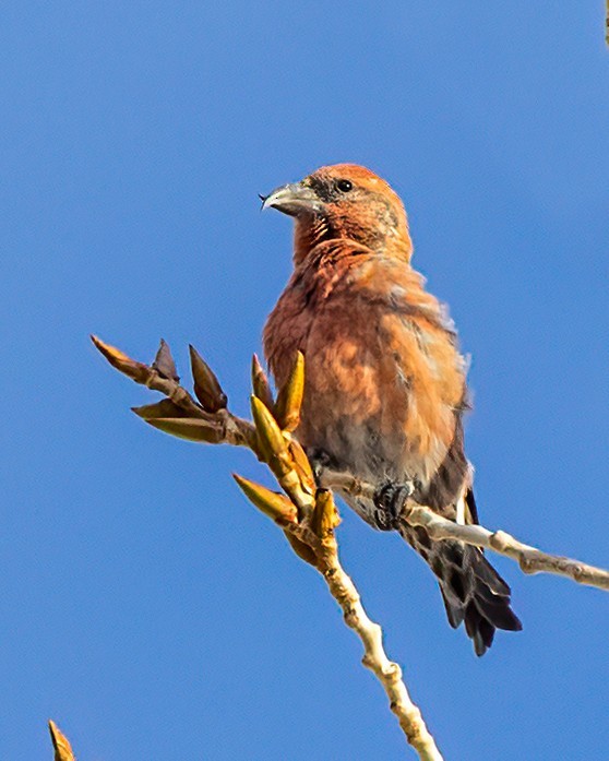 Клёст-еловик - ML646530953