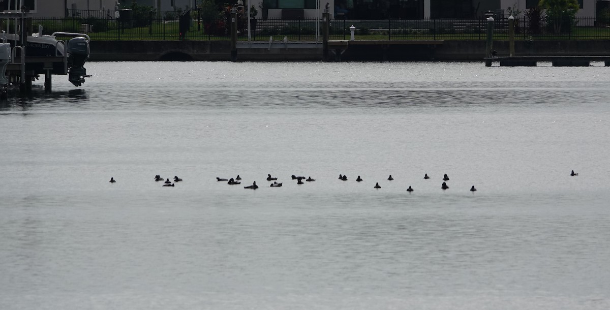 Lesser Scaup - ML646530954