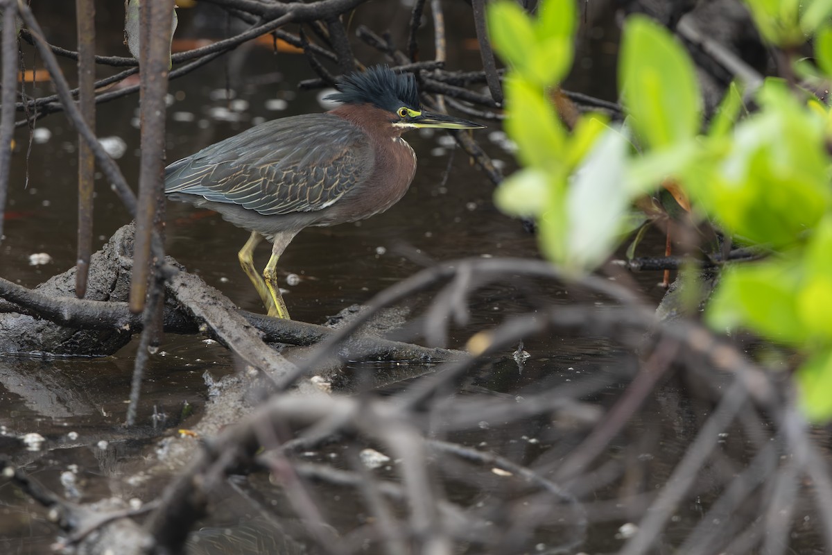 アメリカササゴイ - ML646530956