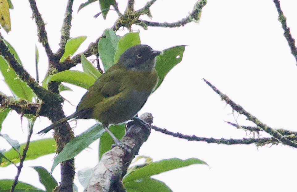 Common Chlorospingus (Northern Andes) - ML646530959