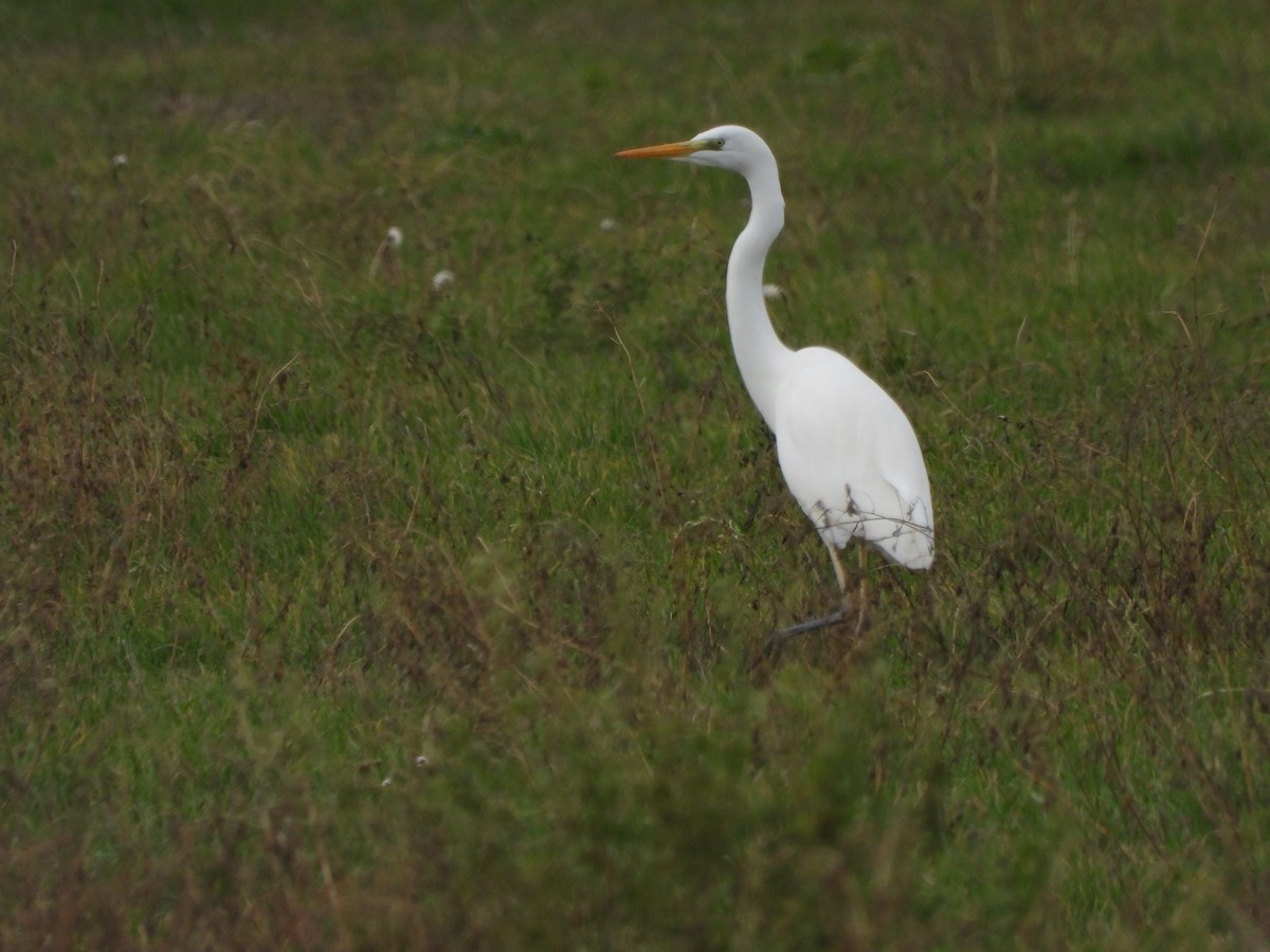 Great Egret - ML646530960