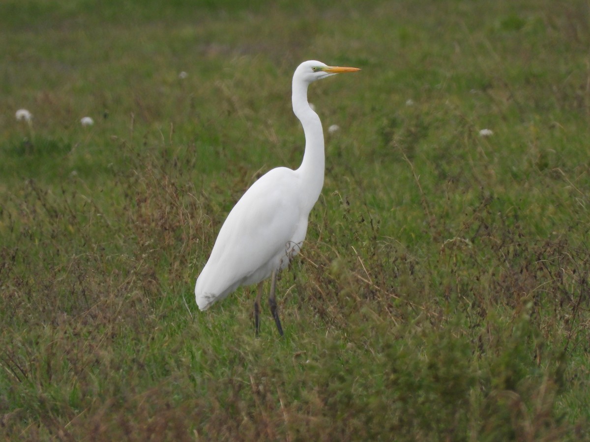 Great Egret - ML646530961