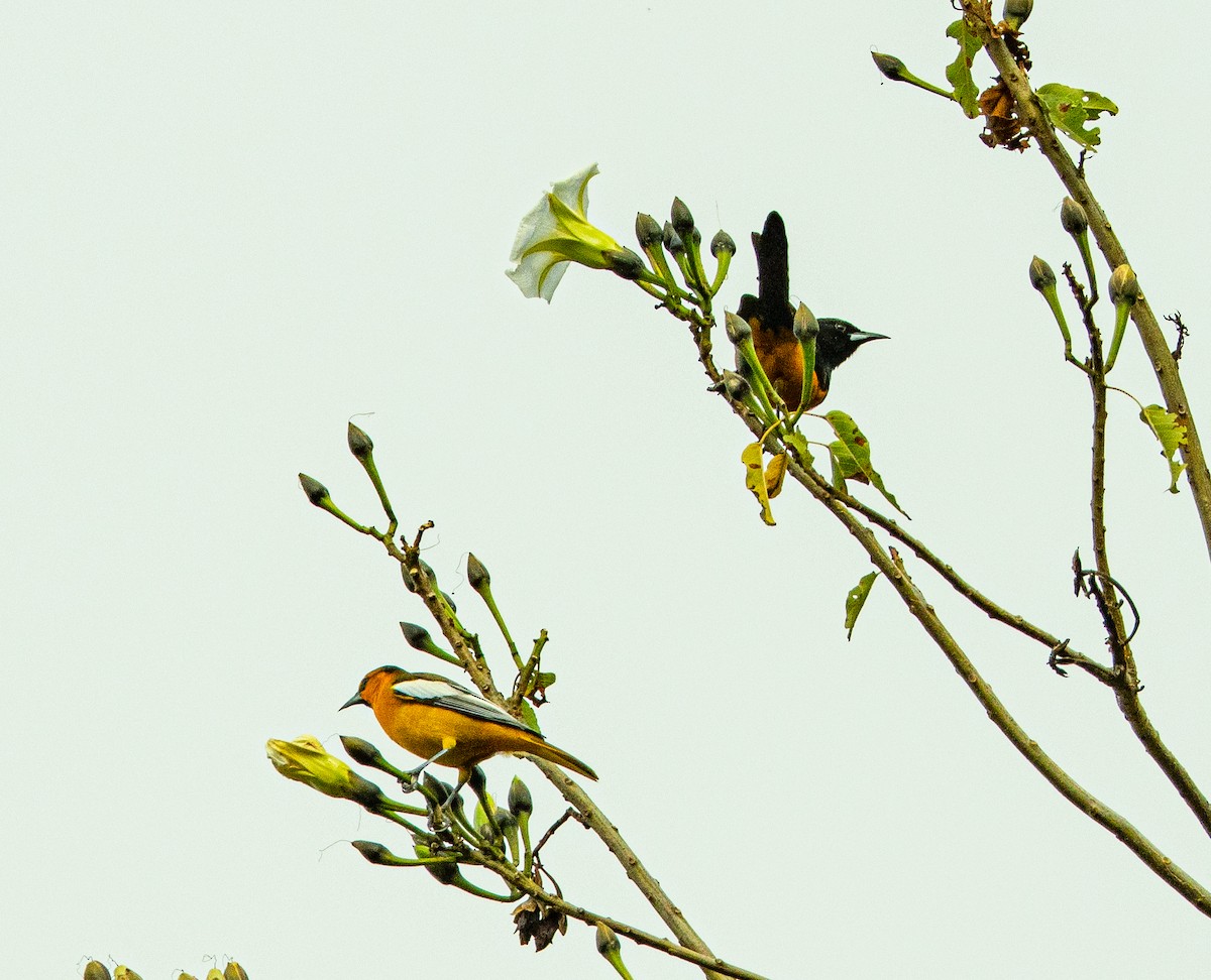 Bullock's Oriole - ML646530962
