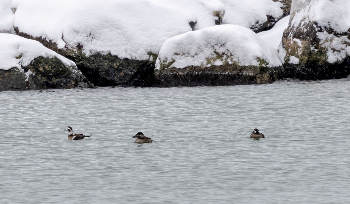 harlekinand - ML646530963