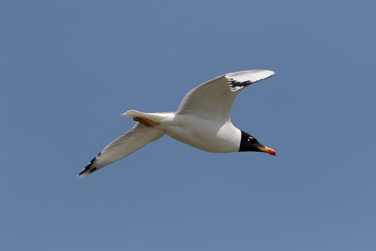 Черноголовый хохотун - ML646530966