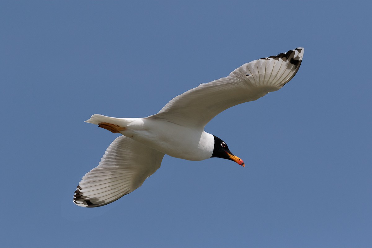 Черноголовый хохотун - ML646530968