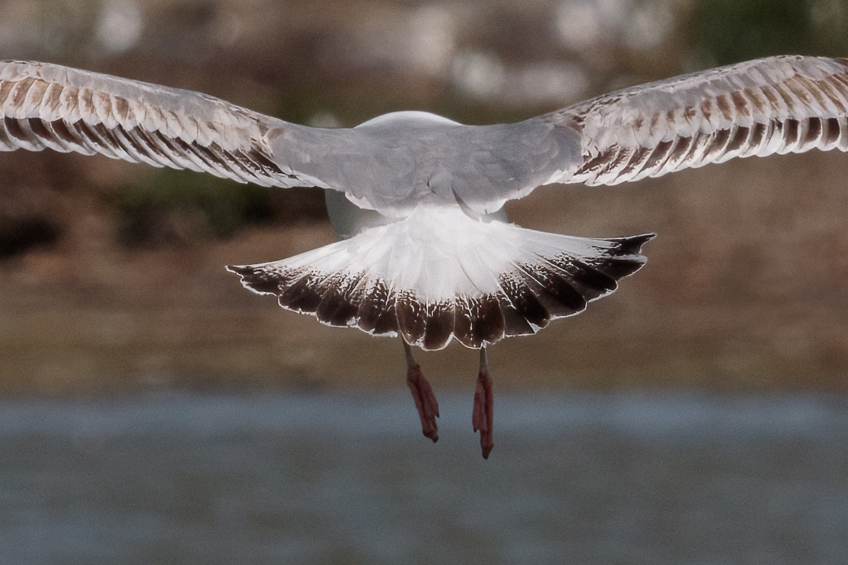 Черноголовый хохотун - ML646530970