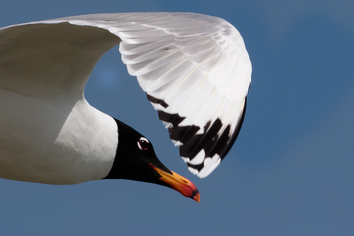 Черноголовый хохотун - ML646530978