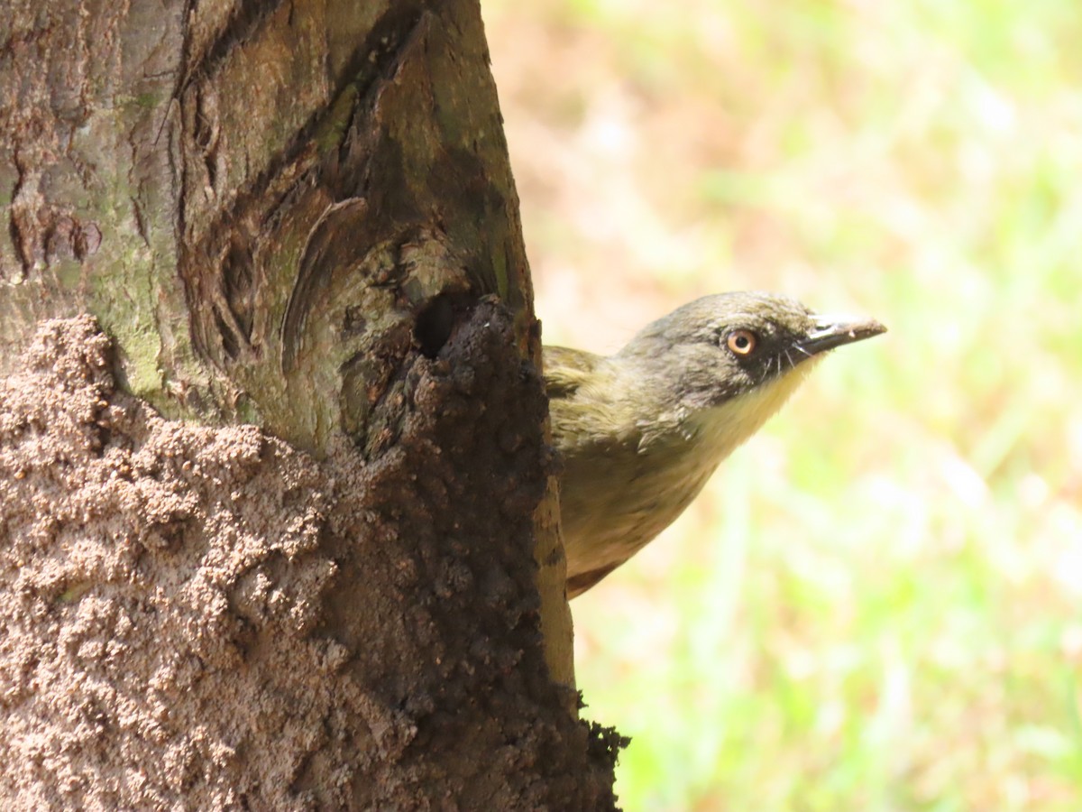 Pale-throated Greenbul - ML646530981