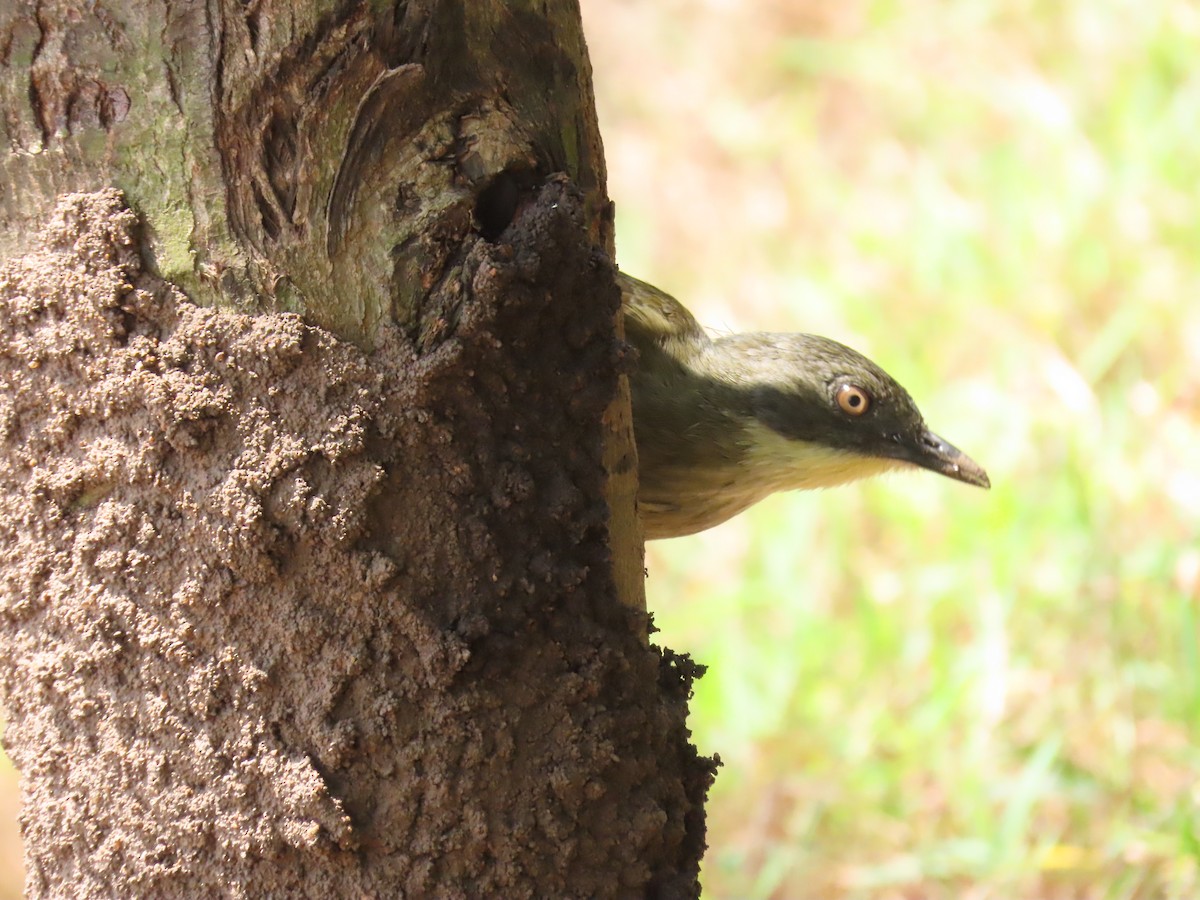 Pale-throated Greenbul - ML646530982