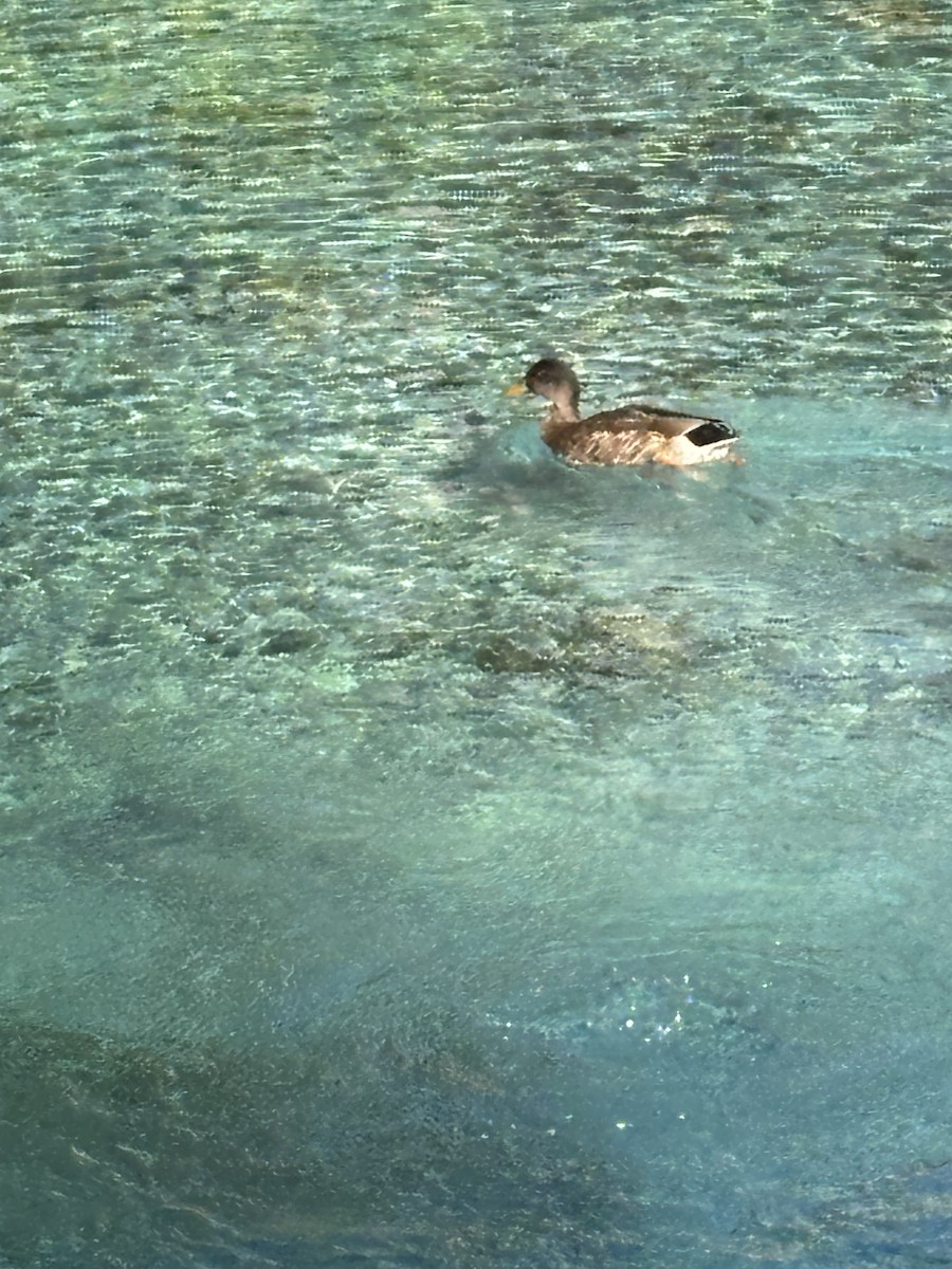 Mallard - ML646530991