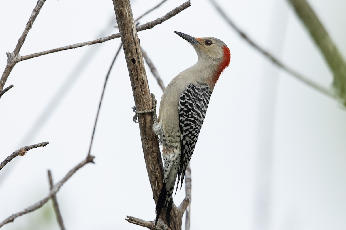 シマセゲラ - ML646530992