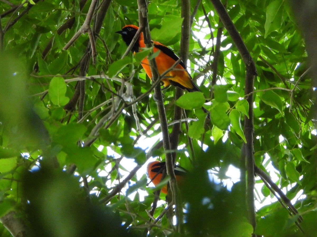 Orange-backed Troupial - ML646530993