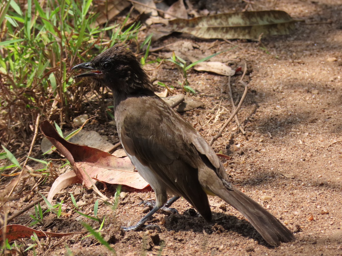 Common Bulbul - ML646531000