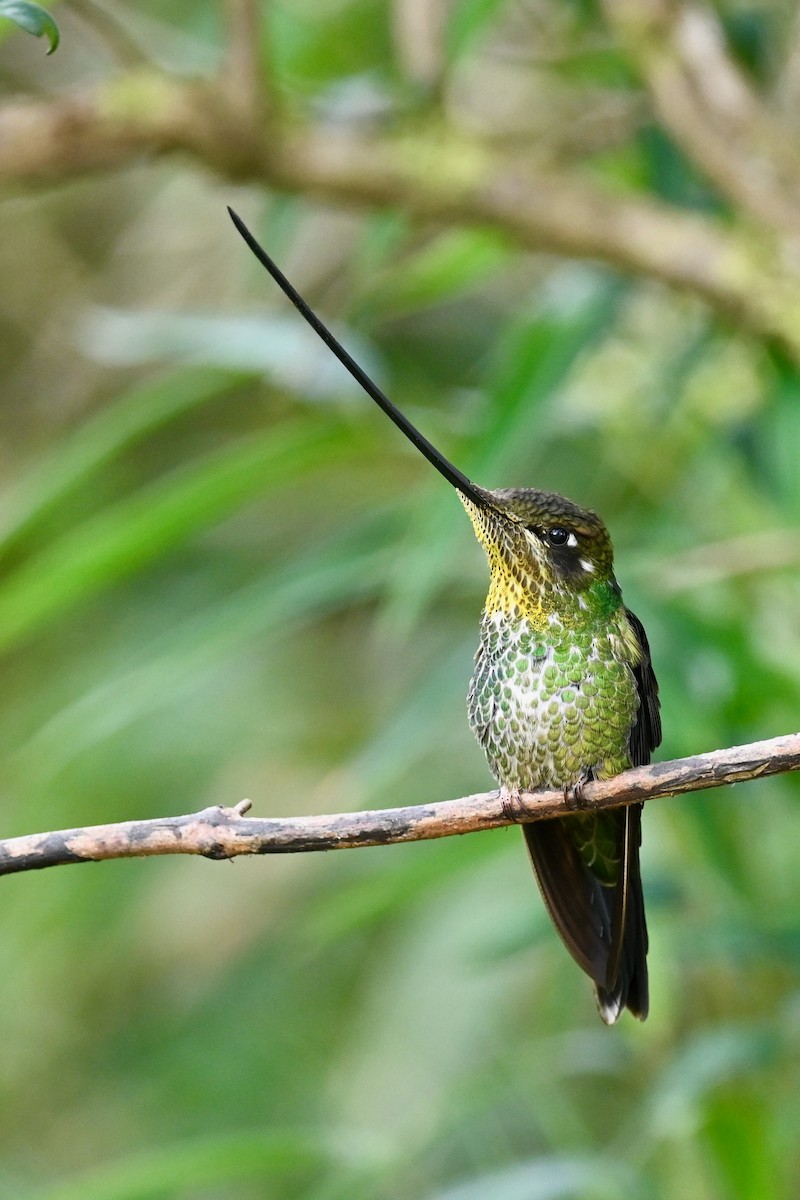 Sword-billed Hummingbird - ML646531003