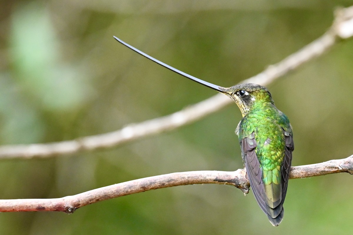 Sword-billed Hummingbird - ML646531004